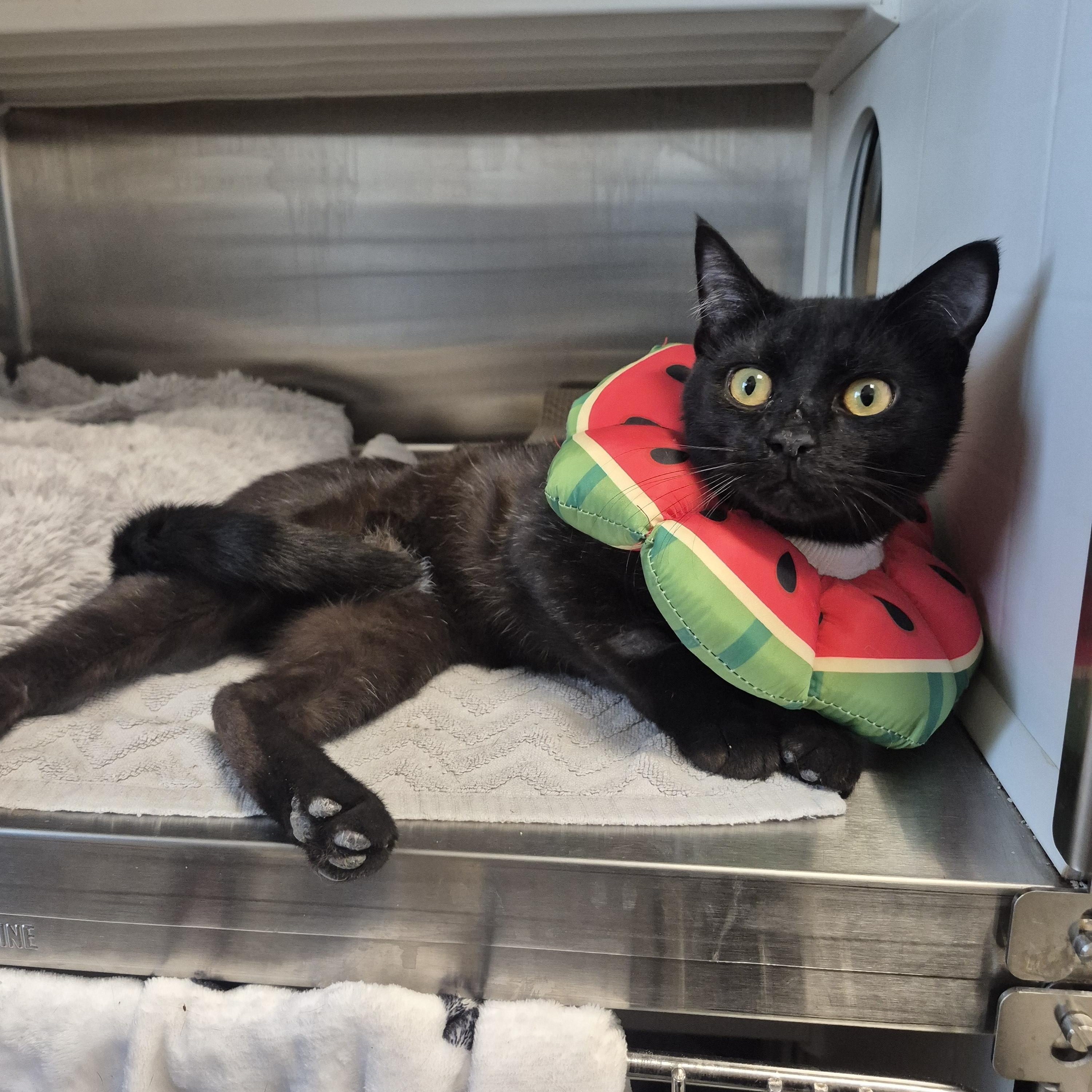 Enlarge Fraser , a ADOPTABLE Domestic Short Hair in New Westminster, BC image 1/2