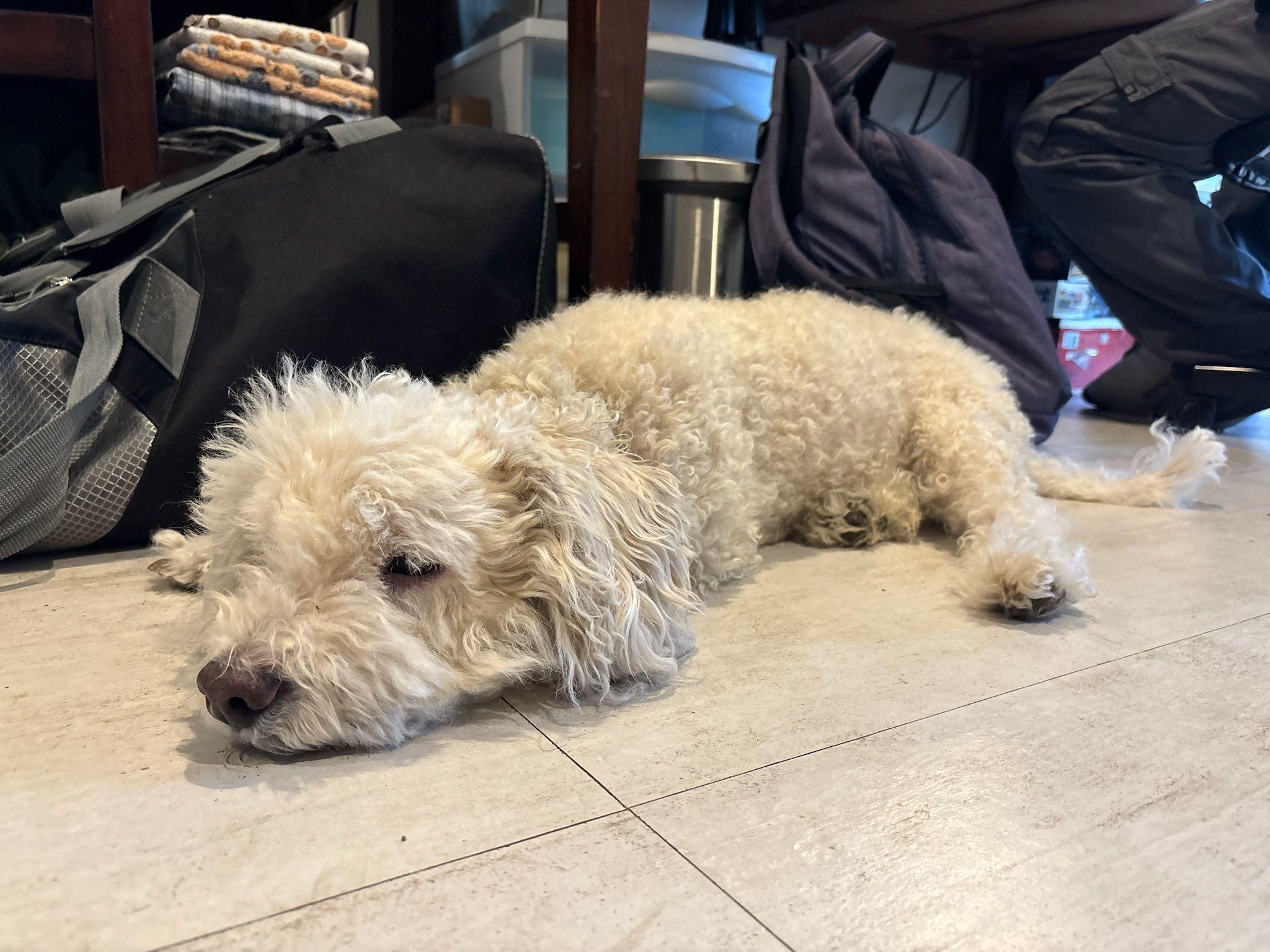 Brodi is in need of fantastic home