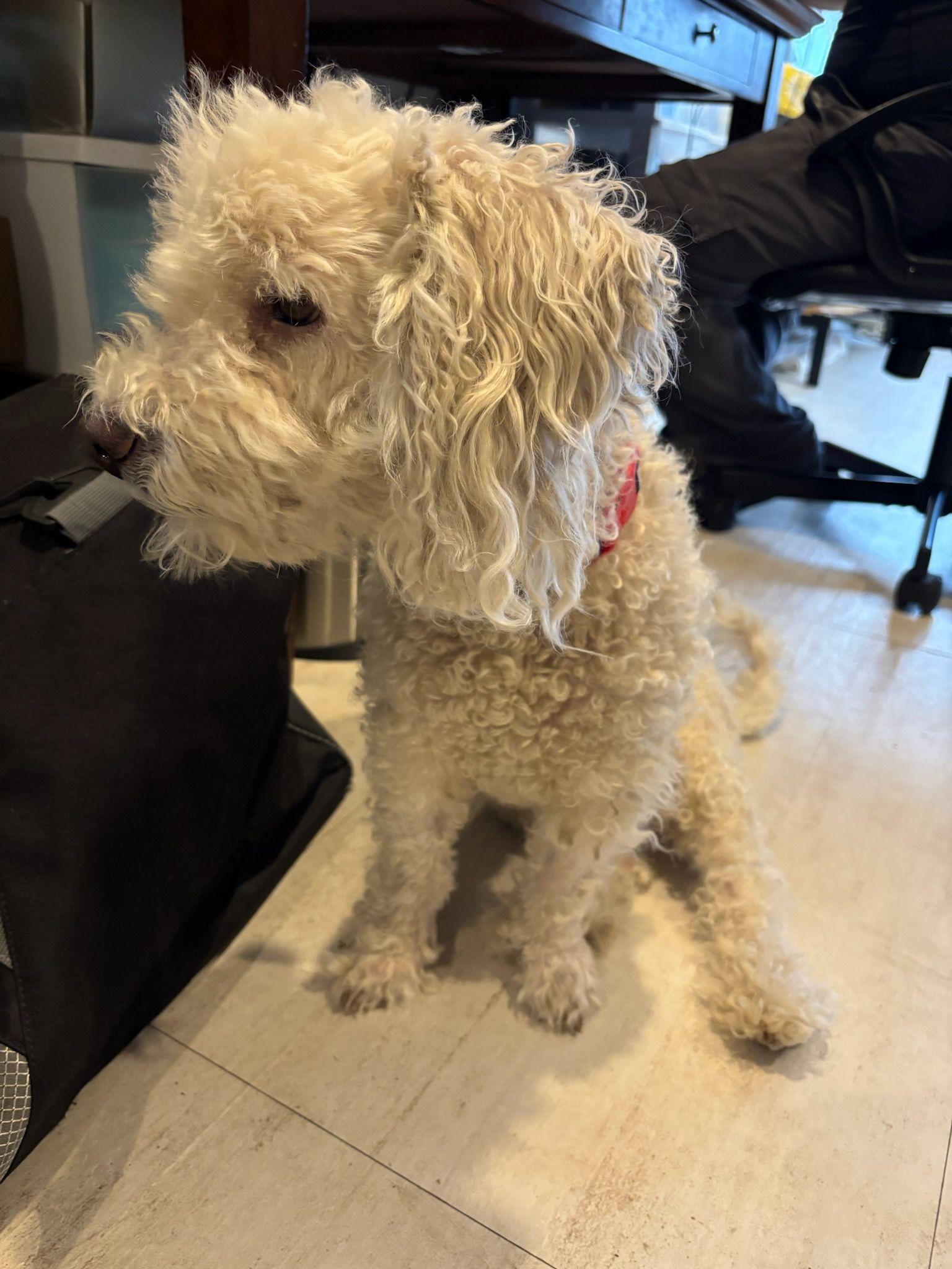 Brodi is in need of fantastic home