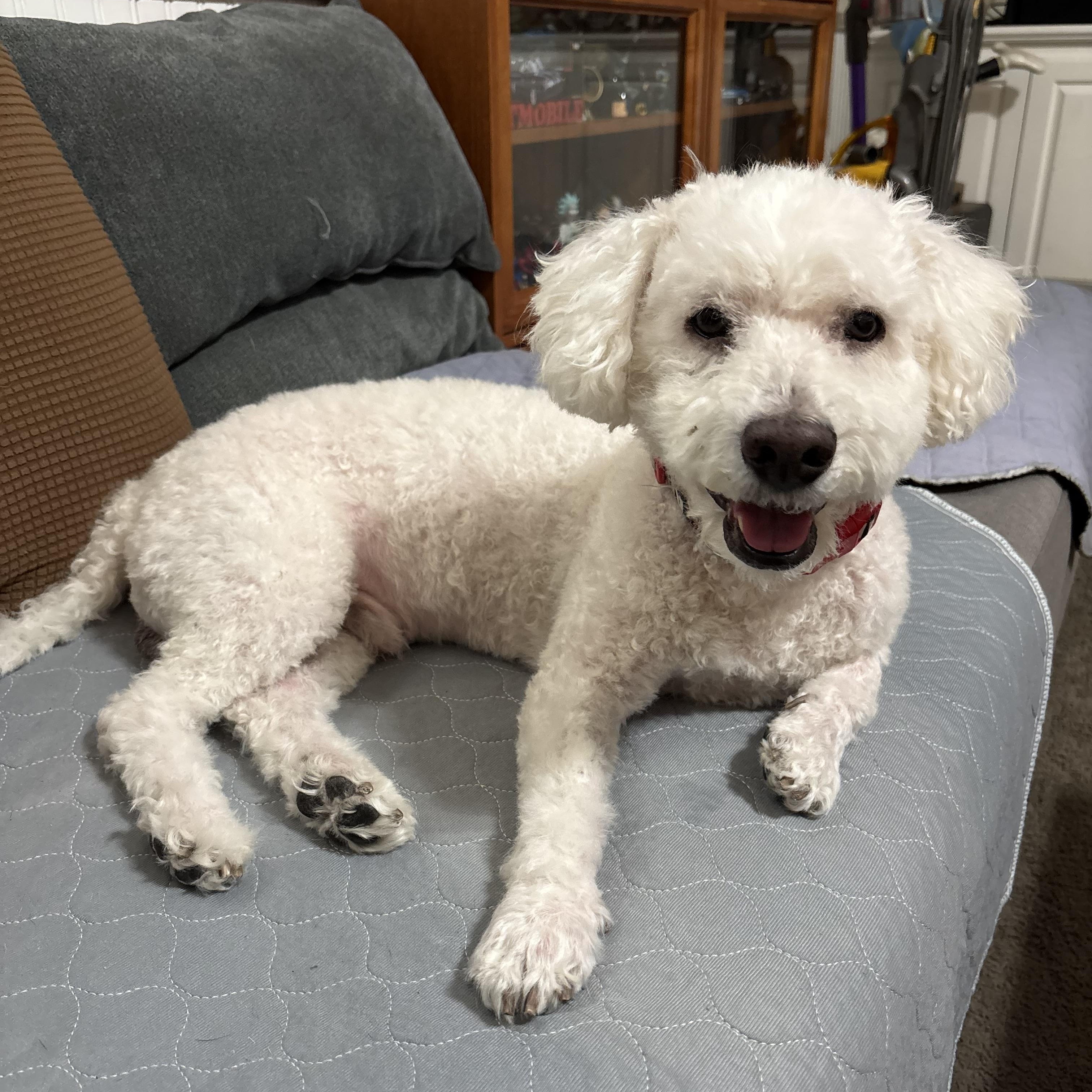 Brodi is in need of fantastic home