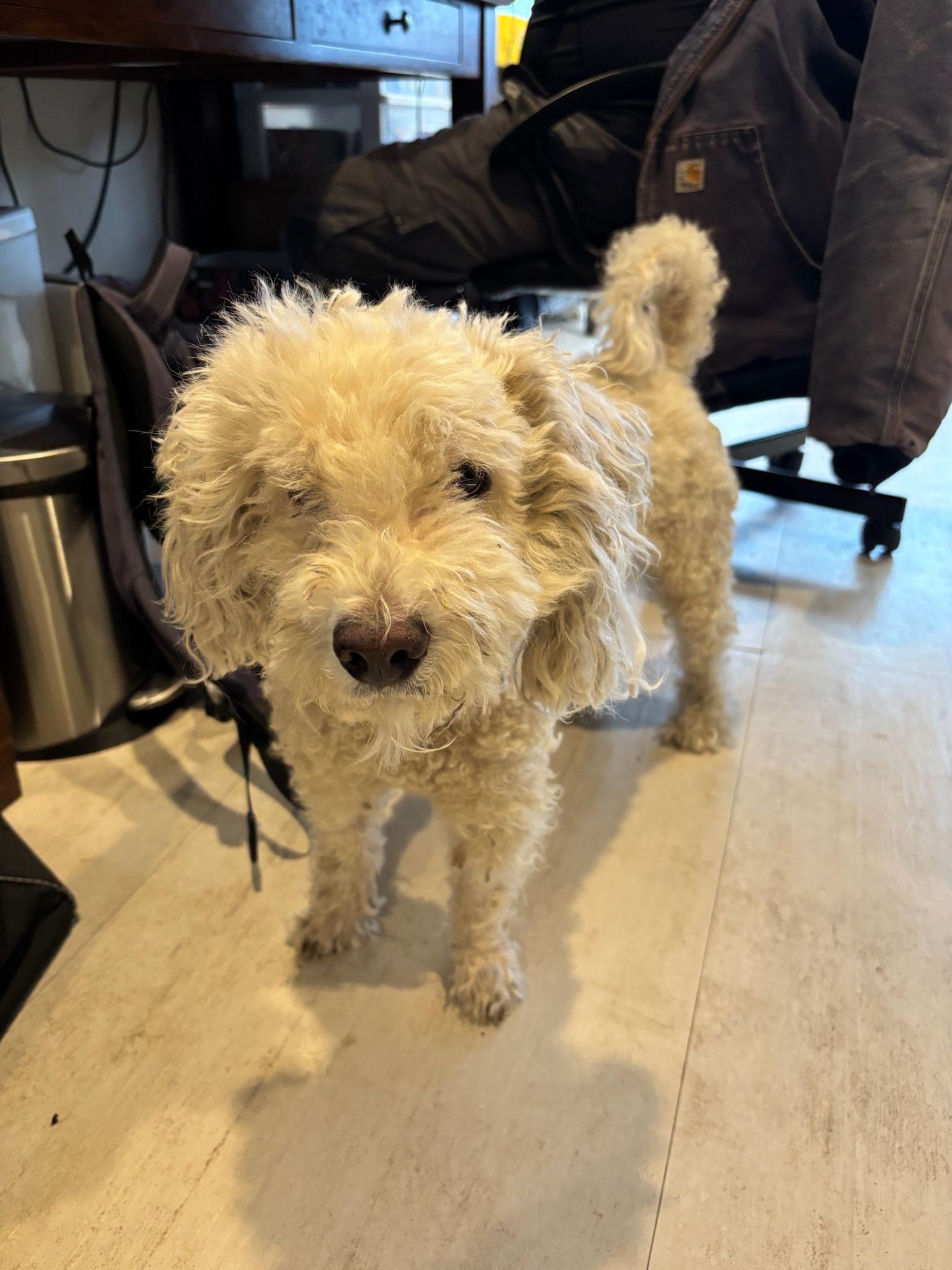 Brodi is in need of fantastic home