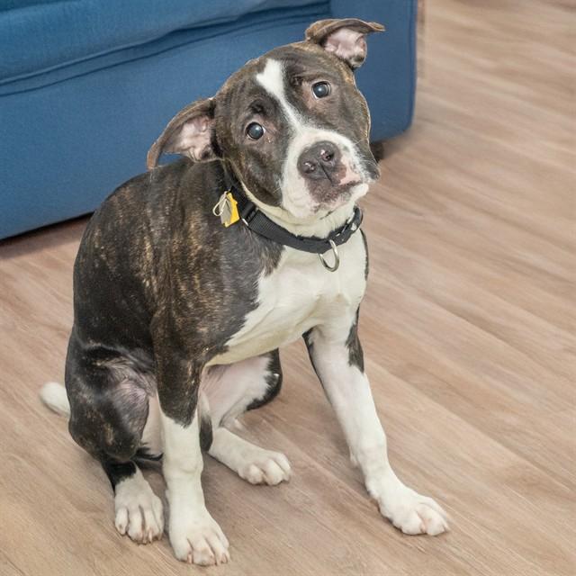 Enlarge QUINN, a Adoptable mixed breed in Saint Louis, MO image 1/1