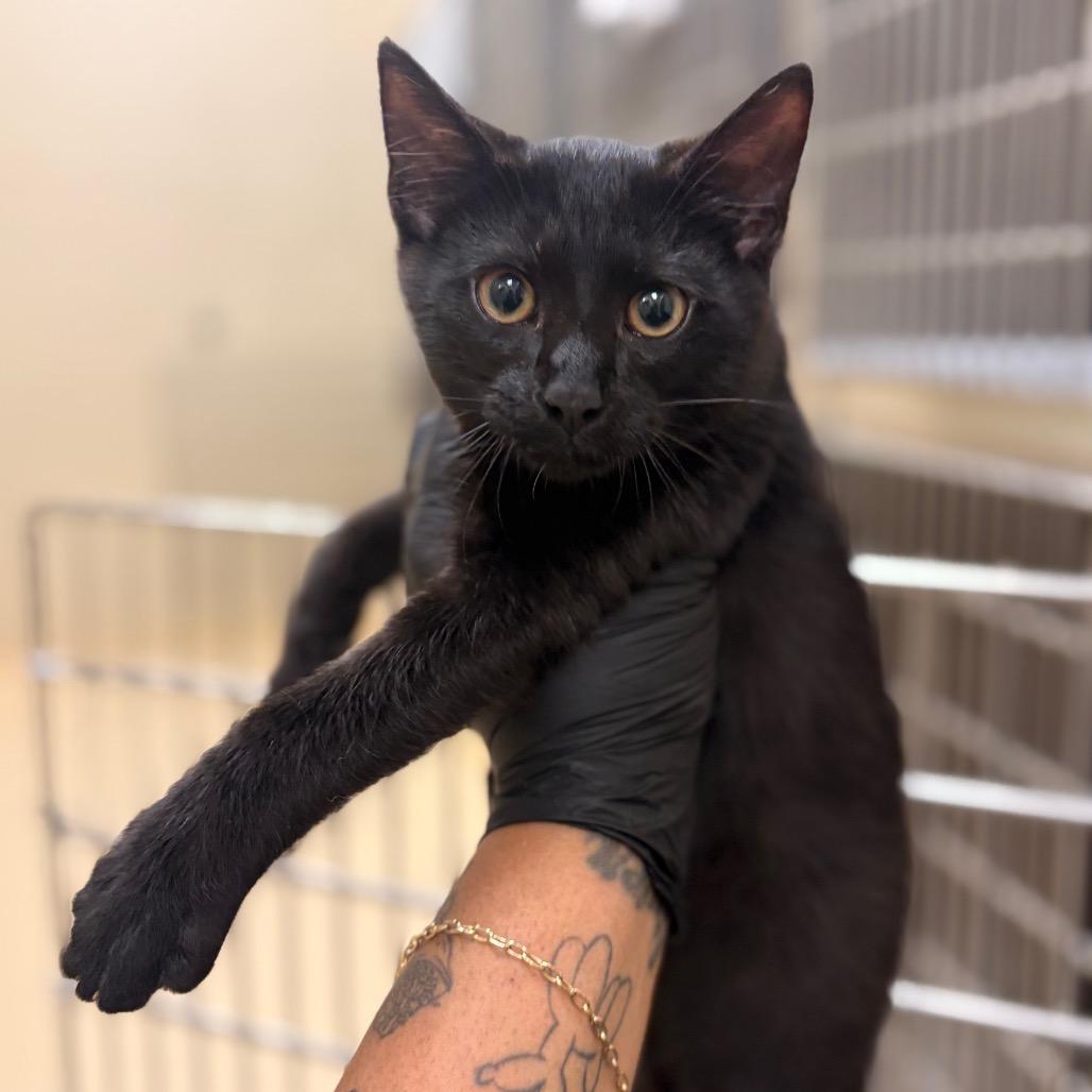 Opal, Adoptable, Kitten Female Domestic Short Hair.