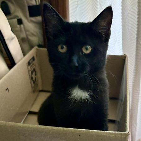 Opal, a Adoptable Domestic Short Hair in Winston-Salem, NC image 2/3