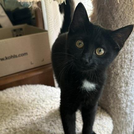 Opal, a Adoptable Domestic Short Hair in Winston-Salem, NC image 3/3