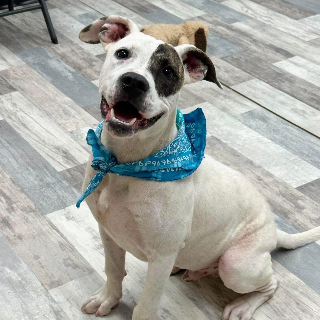 Chester, Adoptable, Young Male Pit Bull Terrier.