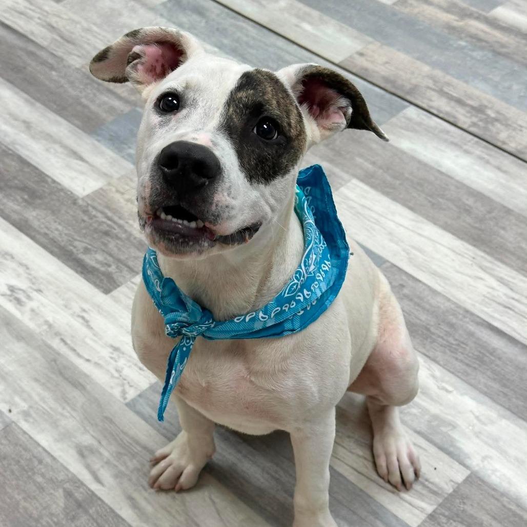 Chester, a Adoptable Pit Bull Terrier in Lufkin, TX image 2/3