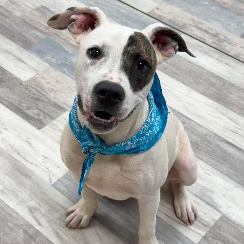 Chester, a Adoptable Pit Bull Terrier in Lufkin, TX image 3/3