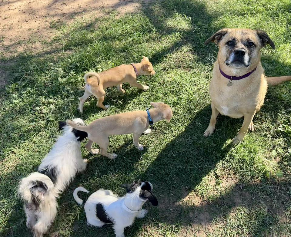 Enlarge Zoey, a Adoptable mixed breed in Tempe, AZ image 2/6