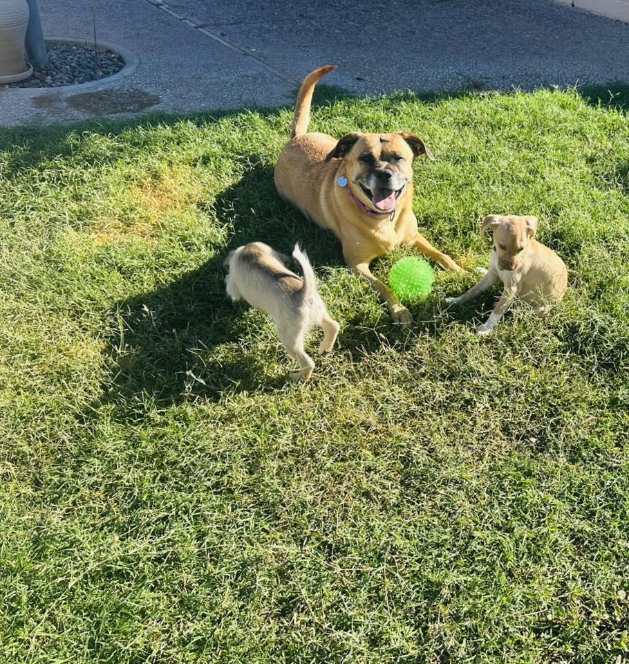 Enlarge Zoey, a Adoptable mixed breed in Tempe, AZ image 3/6