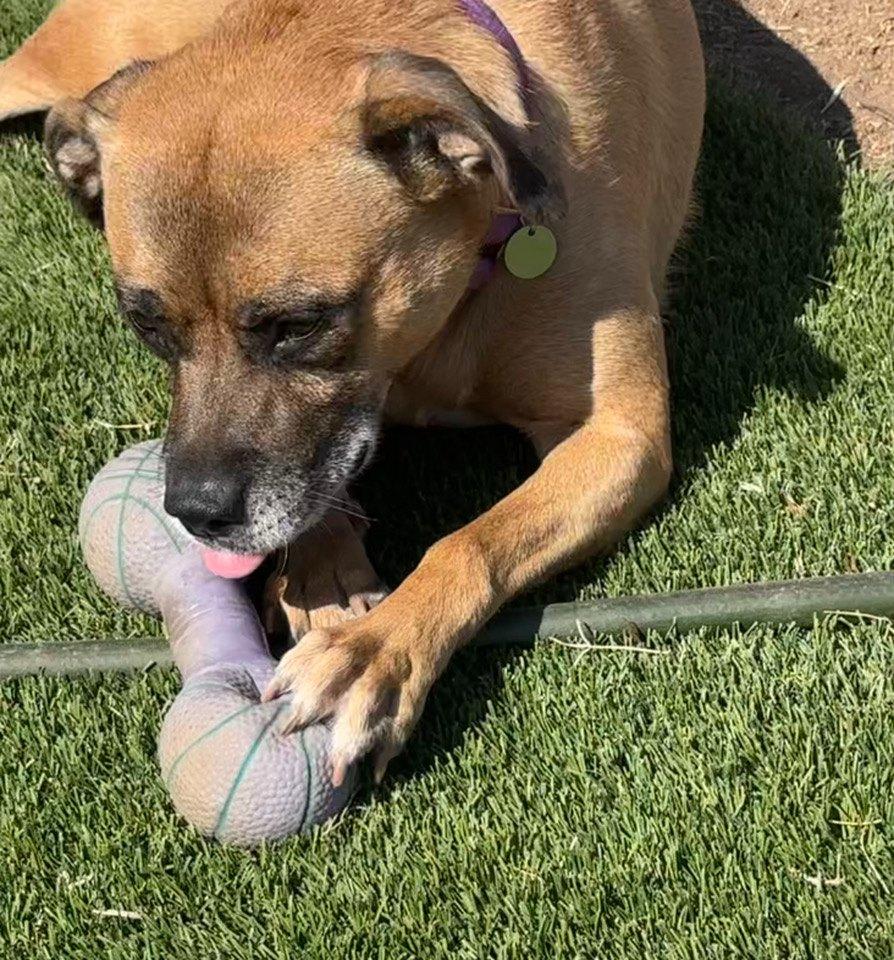 Enlarge Zoey, a Adoptable mixed breed in Tempe, AZ image 4/6