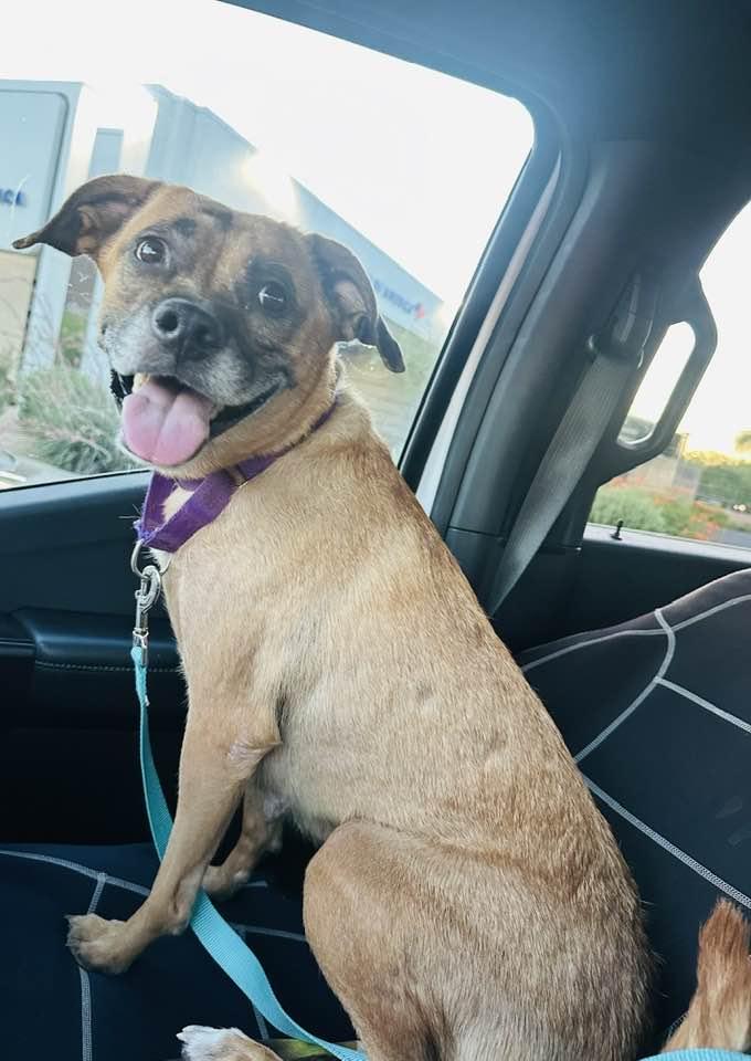 Enlarge Zoey, a Adoptable mixed breed in Tempe, AZ image 5/6