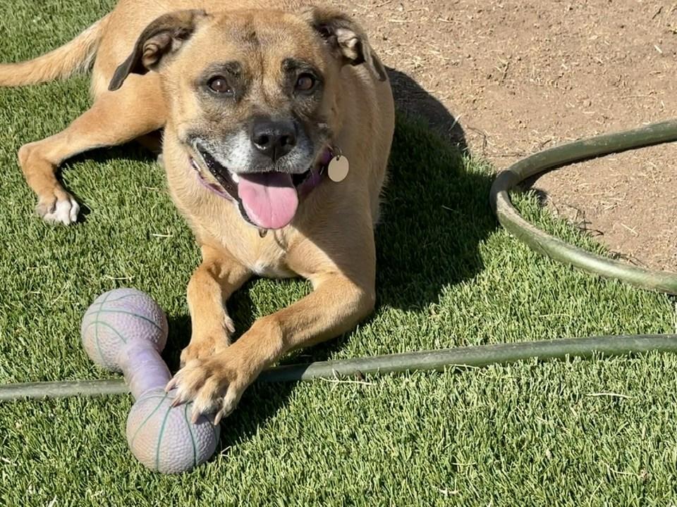 Enlarge Zoey, a Adoptable mixed breed in Tempe, AZ image 1/6