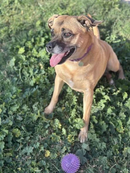 Zoey, a Adoptable mixed breed in Tempe, AZ image 1/6