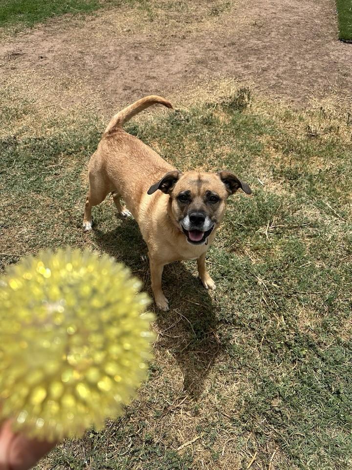 Enlarge Zoey, a Adoptable mixed breed in Tempe, AZ image 3/6