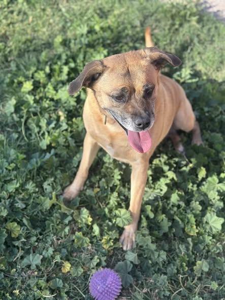 Zoey, a Adoptable mixed breed in Tempe, AZ image 5/6