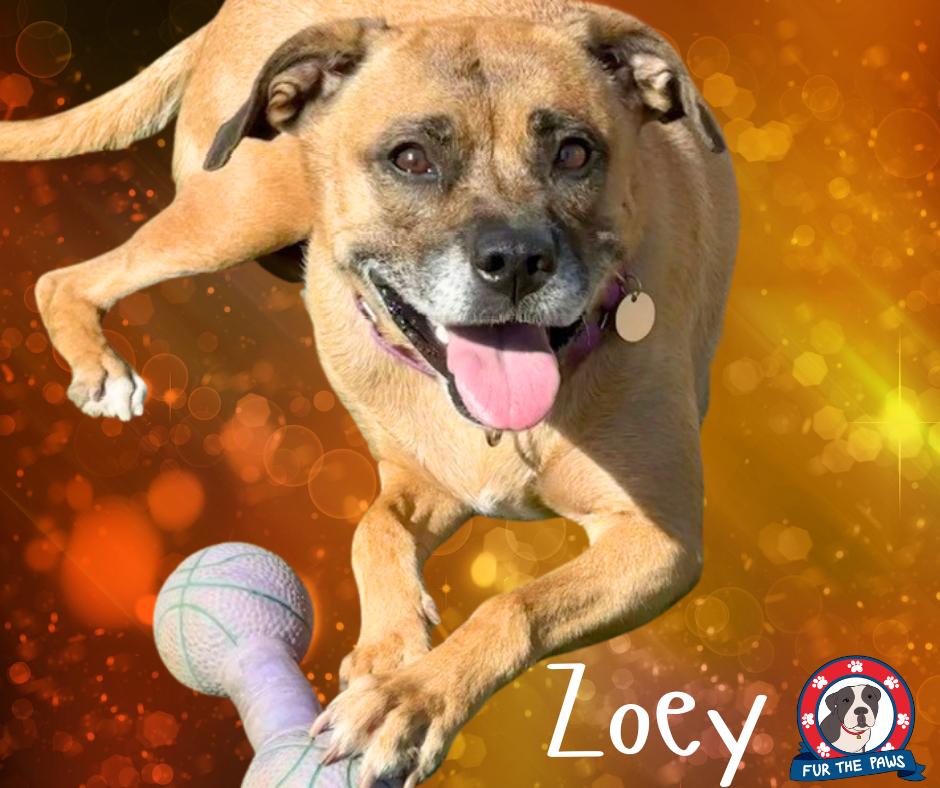 Enlarge Zoey, a Adoptable mixed breed in Tempe, AZ image 6/6