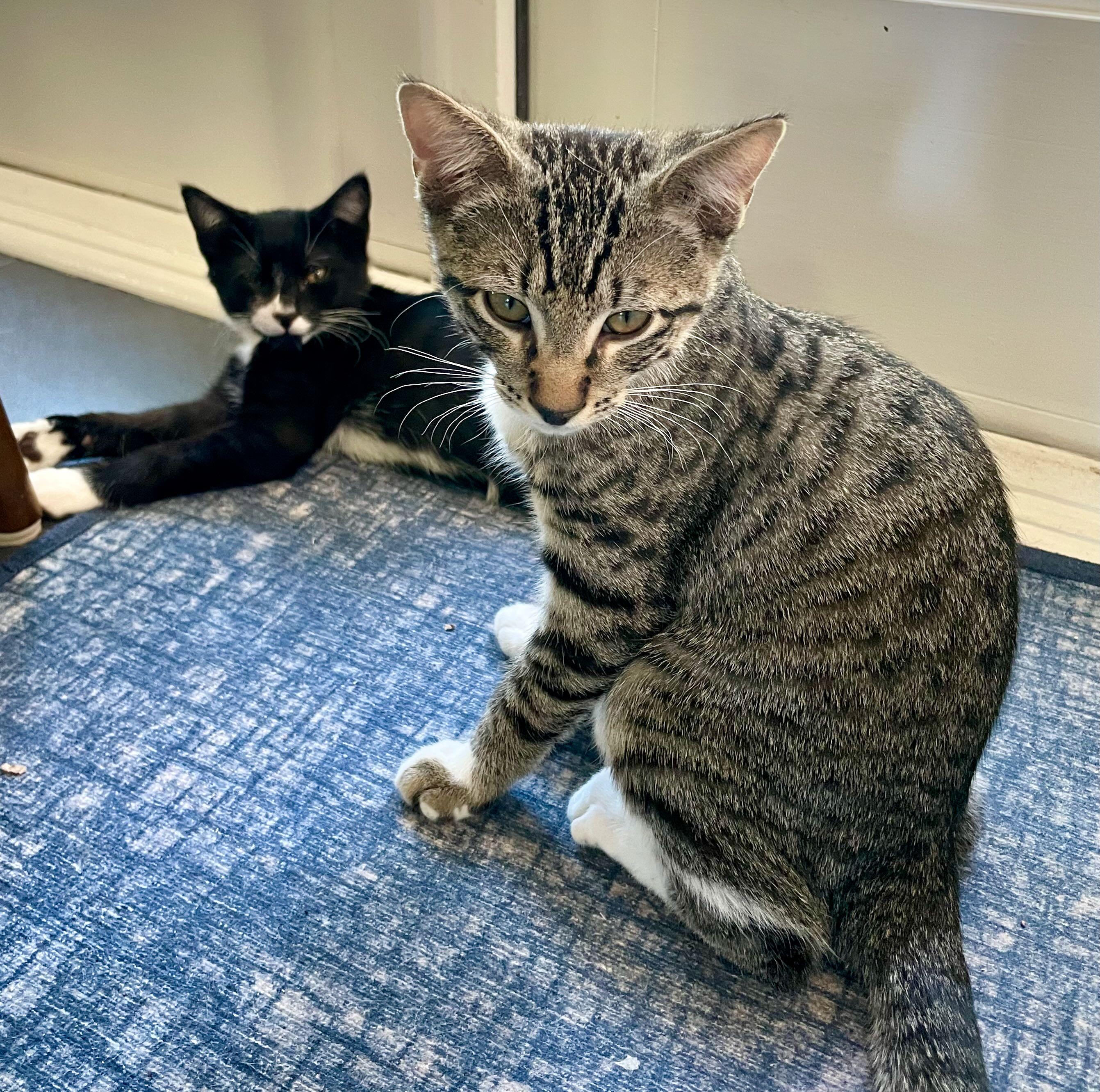 Nip & Tuck, a Adoptable mixed breed in Seattle, WA image 6/6