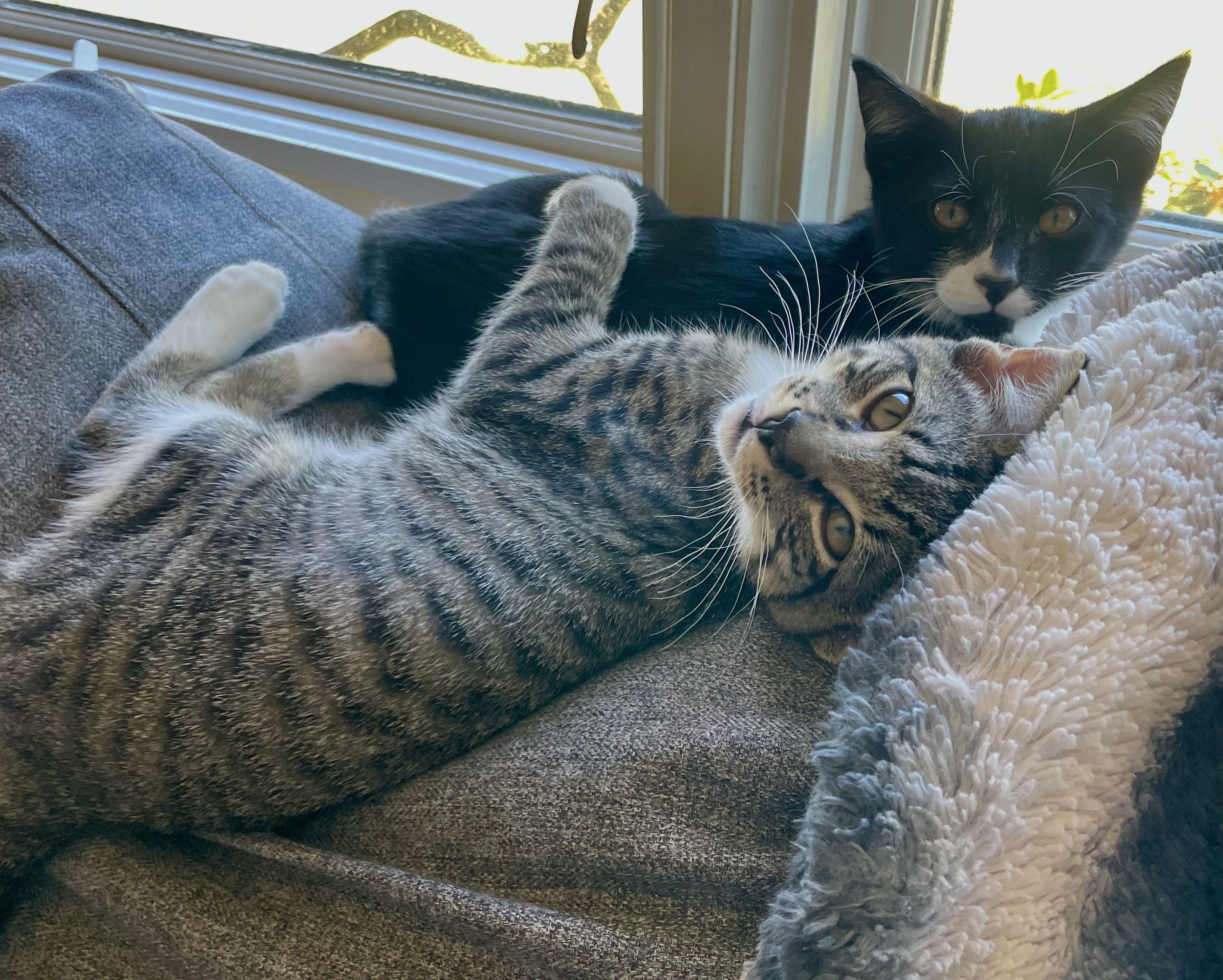 Nip & Tuck, a Adoptable mixed breed in Seattle, WA image 2/6