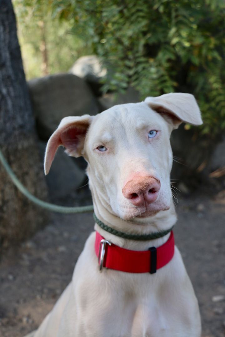 Enlarge Rudolf, a Adopted Doberman Pinscher in Fillmore, CA image 1/5