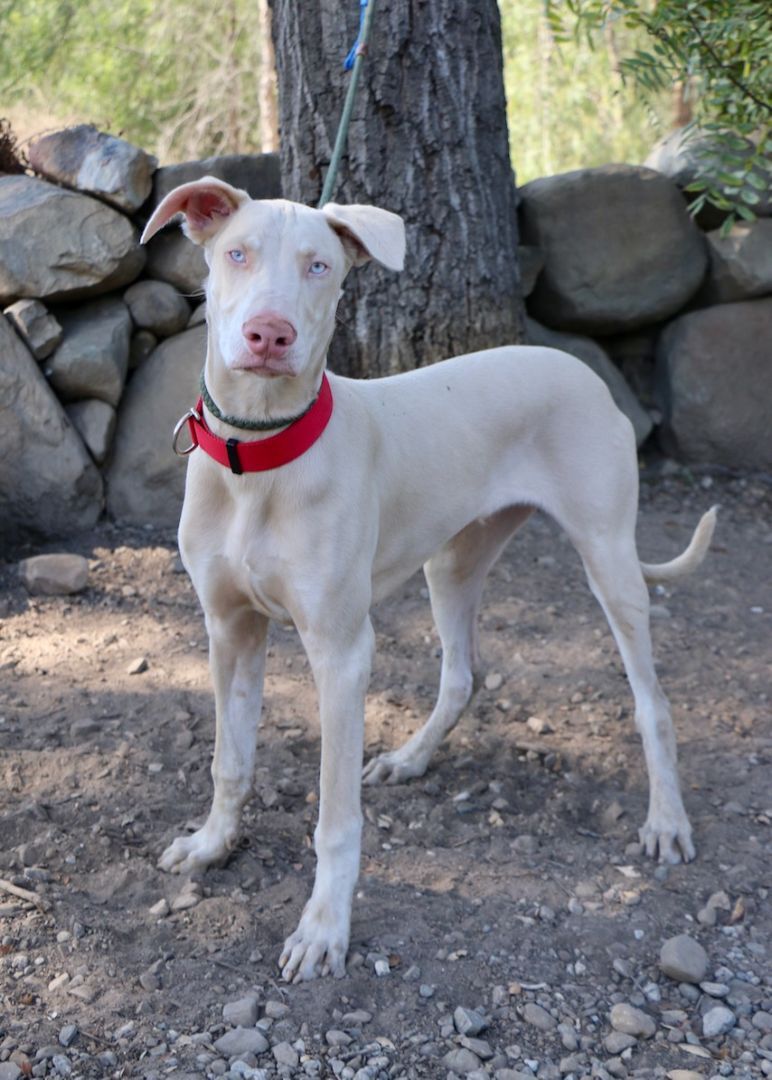 Enlarge Rudolf, a Adopted Doberman Pinscher in Fillmore, CA image 2/5