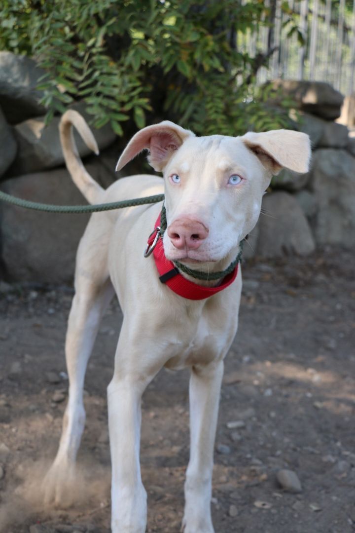 Enlarge Rudolf, a Adopted Doberman Pinscher in Fillmore, CA image 4/5
