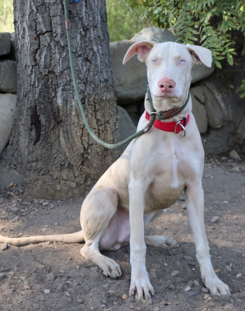 Enlarge Rudolf, a Adopted Doberman Pinscher in Fillmore, CA image 5/5