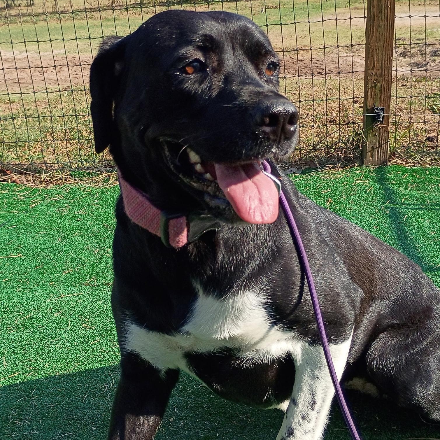Enlarge Miley — A Blossoming Beauty Ready for Love, a Adoptable mixed breed in Dayton, OH image 3/6