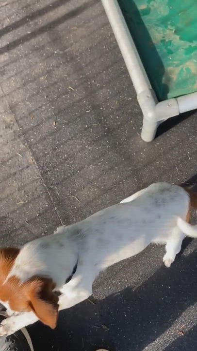 Enlarge Chirp, a Adopted mixed breed in Beavercreek, OR video 6/11