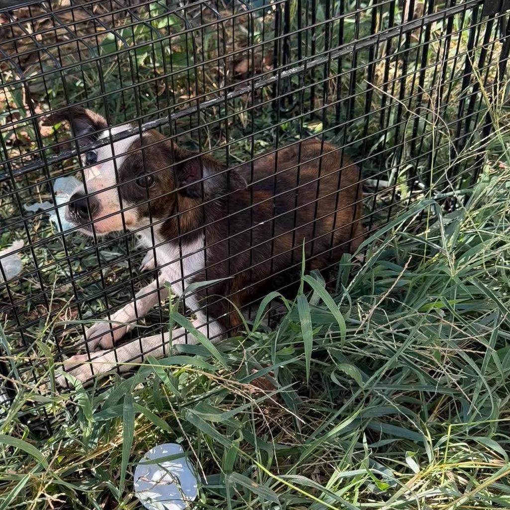 Sofia, Adoptable, Young Female Chihuahua.