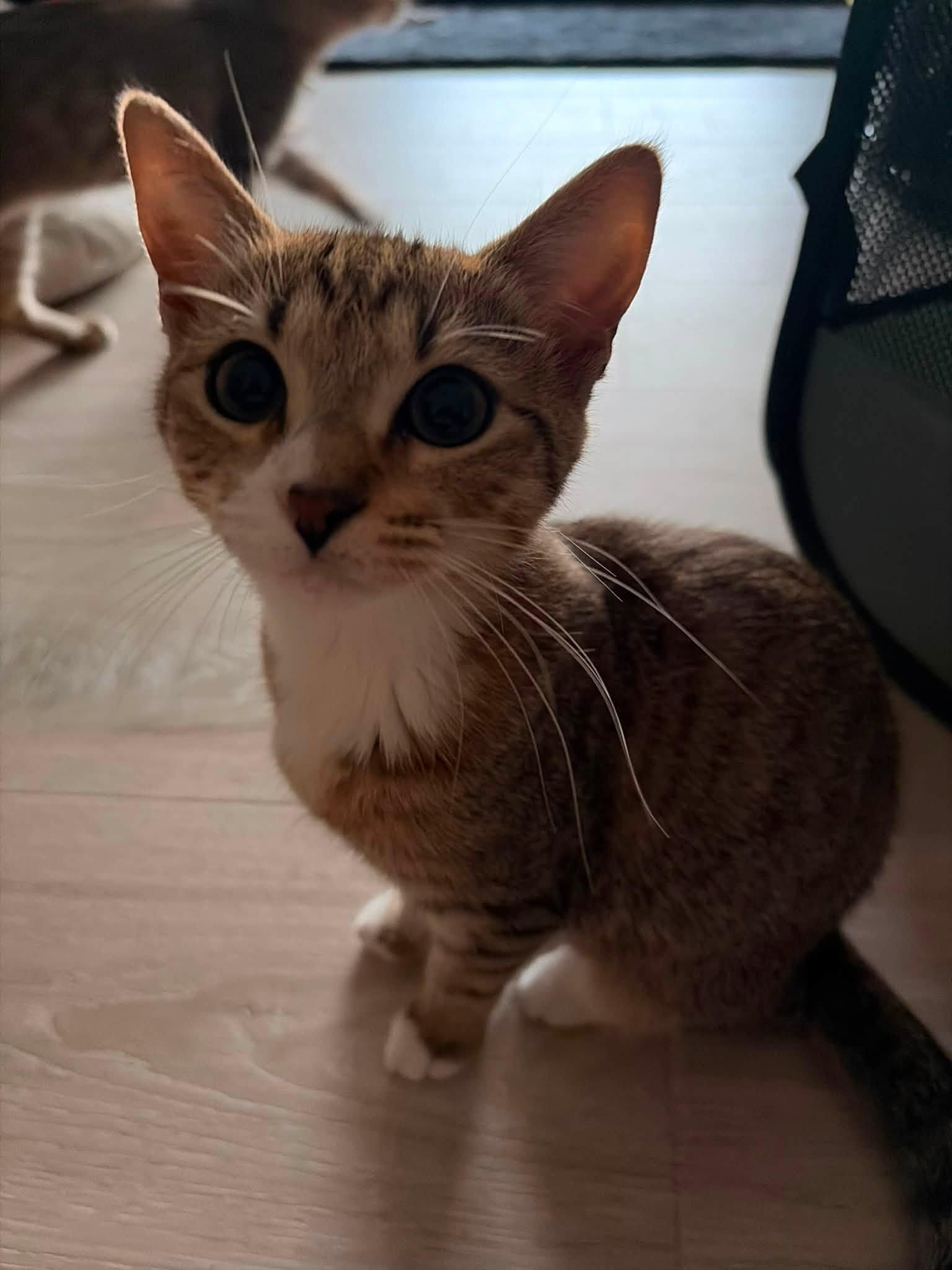 Enlarge Ember, a Adoptable Domestic Short Hair in candler, NC image 1/1