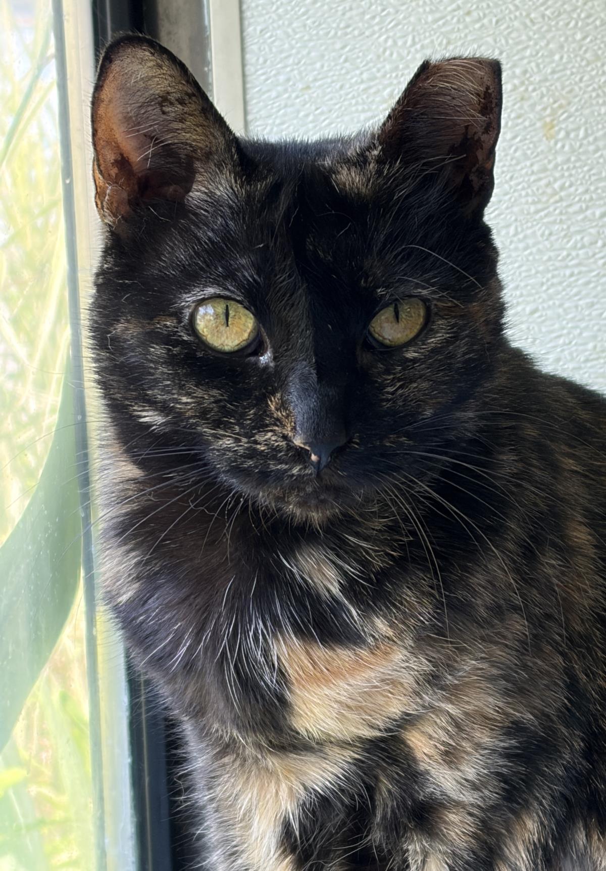 Citronella, Adoptable, Adult Female Domestic Short Hair.