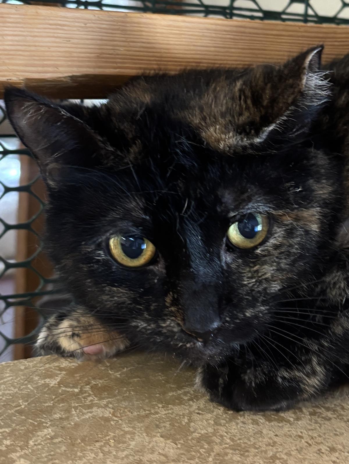 Enlarge Citronella, a Adoptable mixed breed in Beacon, NY image 1/1