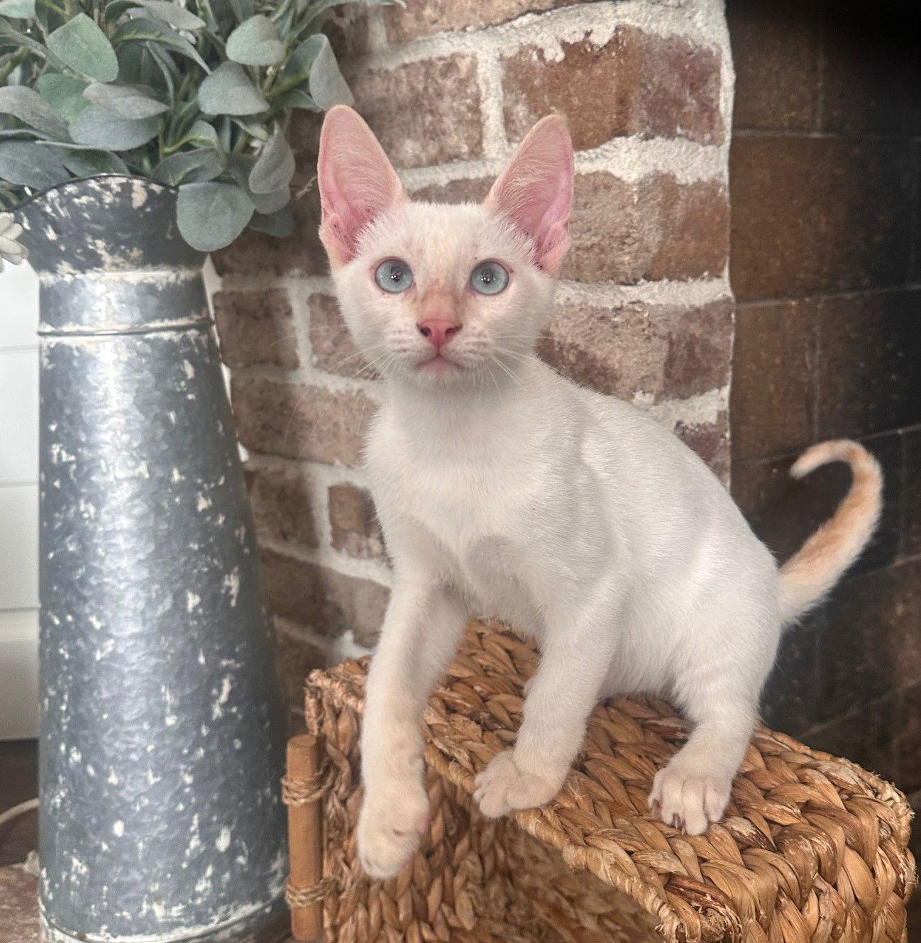 Enlarge Dr. Seuss: Groopert, a Adopted mixed breed in Palo Alto, CA image 2/3