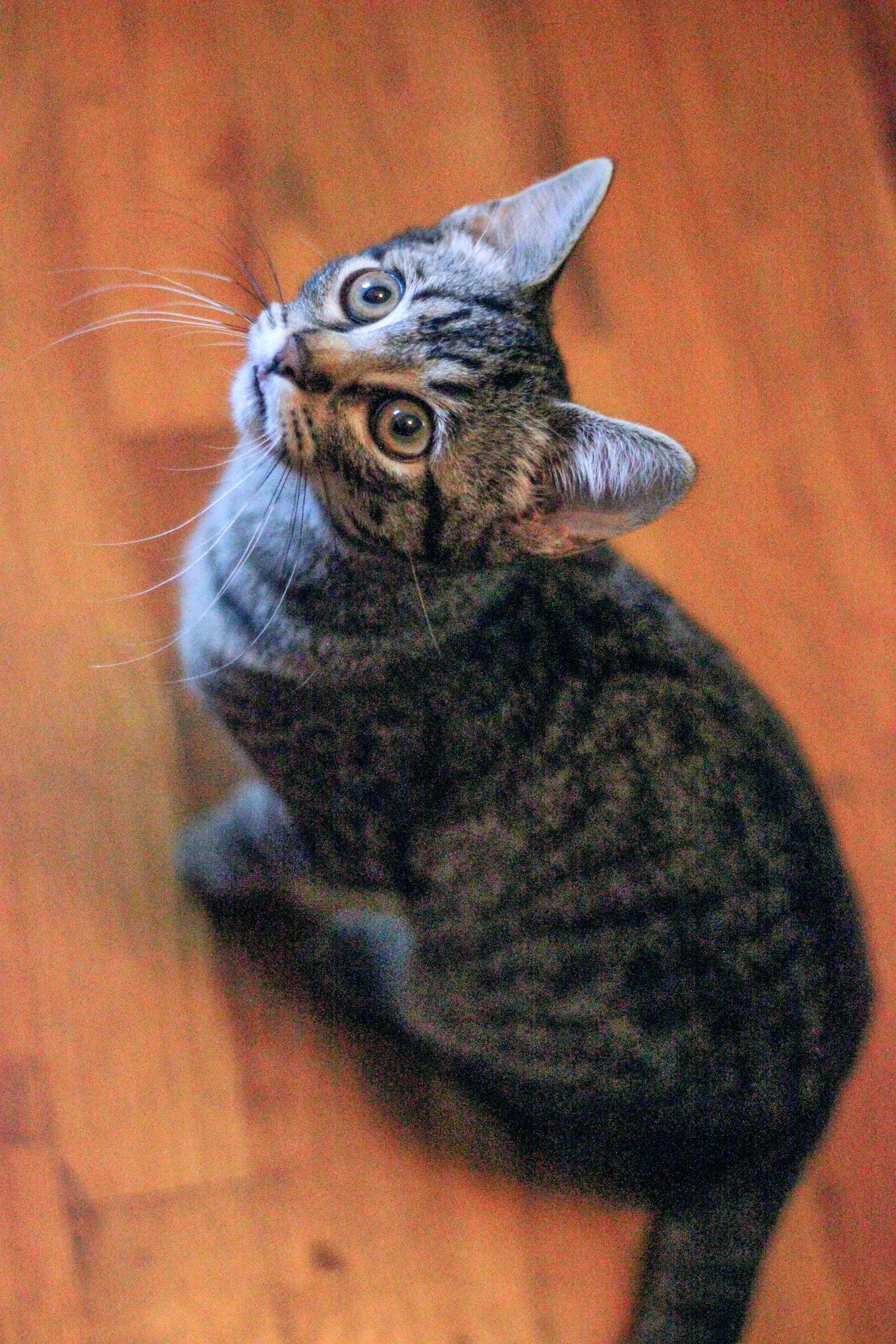 Enlarge Espi - sweet kitten, a ADOPTABLE Tabby in Boulder, CO image 2/5