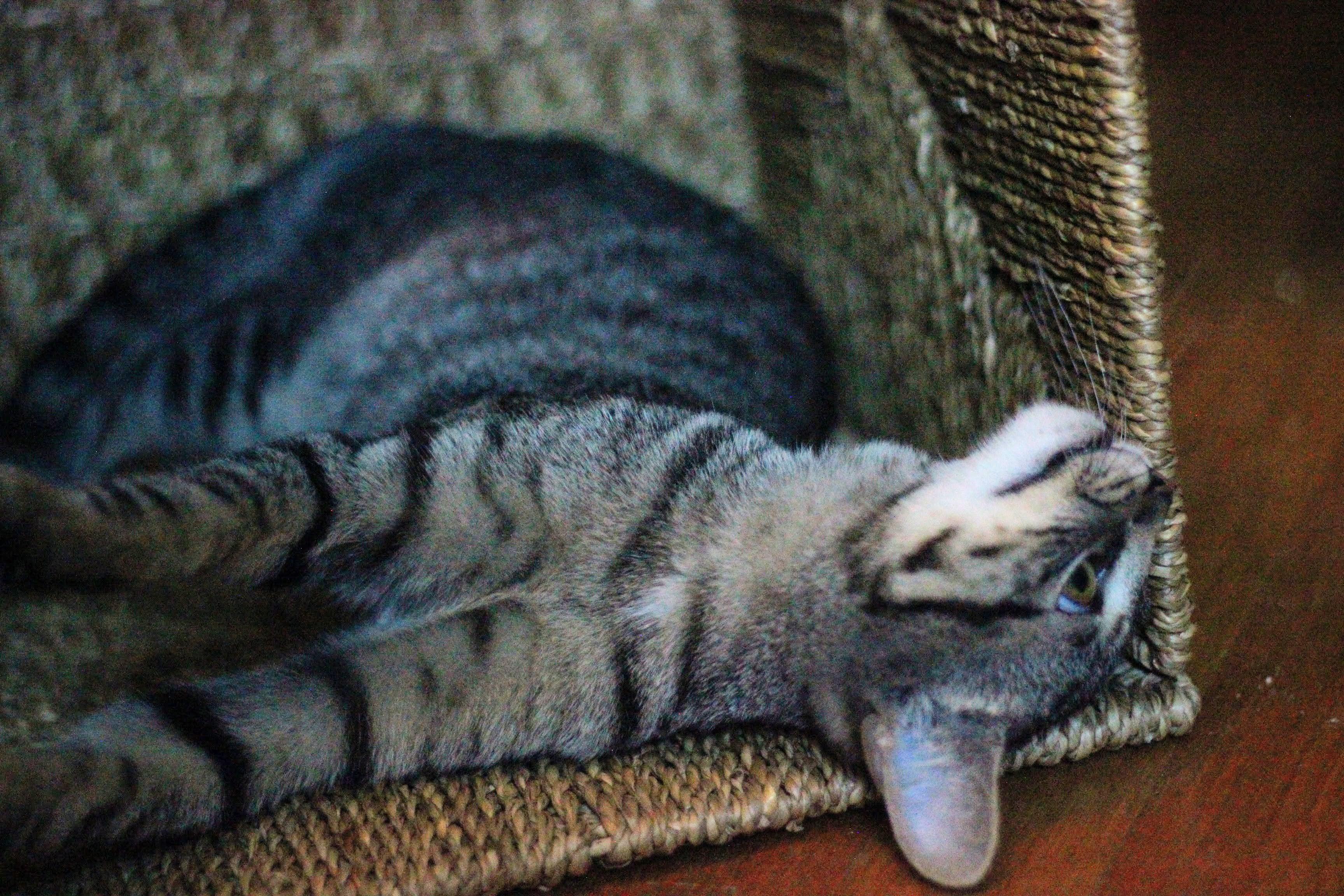Enlarge Espi - sweet kitten, a ADOPTABLE Tabby in Boulder, CO image 5/5
