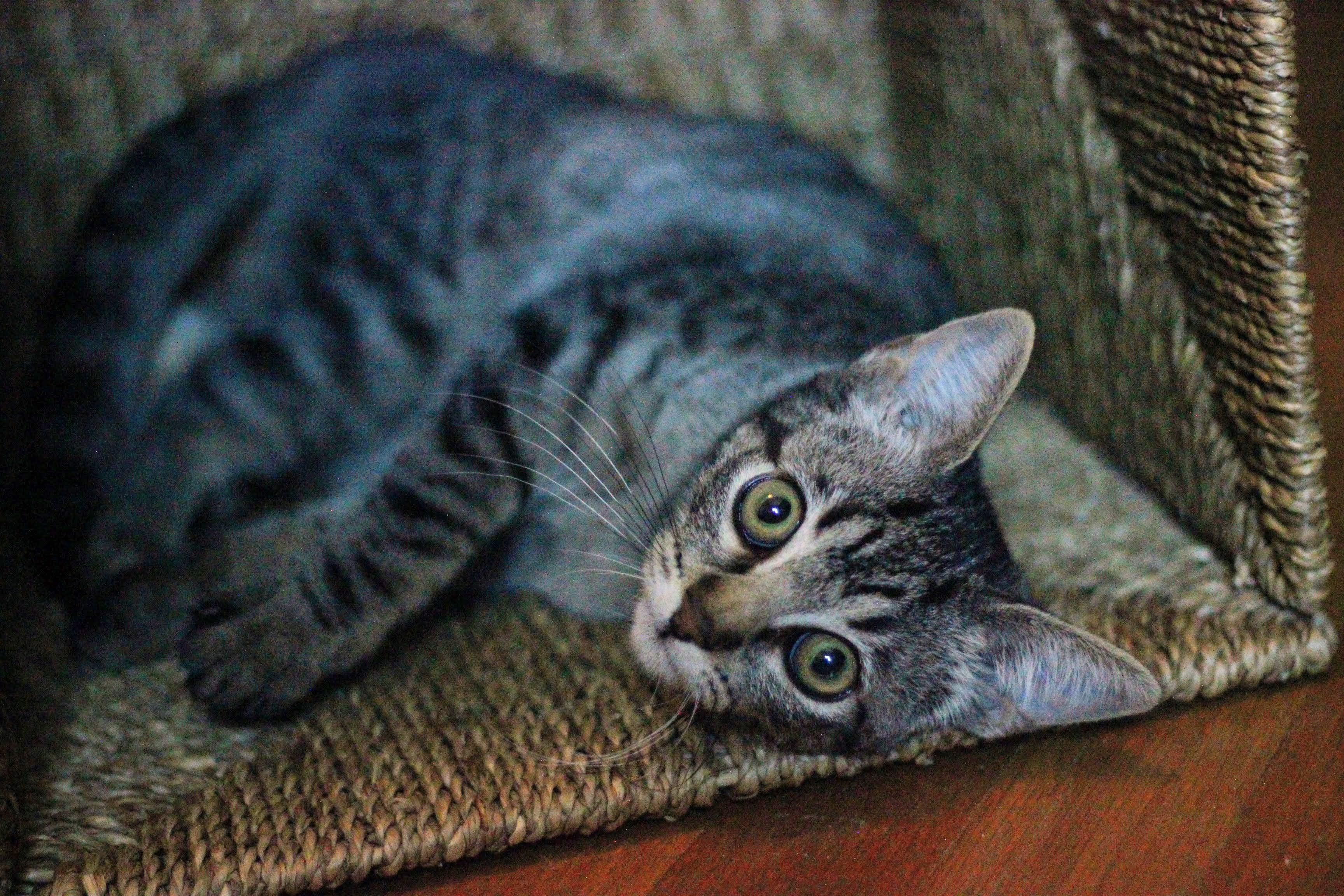 Enlarge Espi - sweet kitten, a ADOPTABLE Tabby in Boulder, CO image 4/5