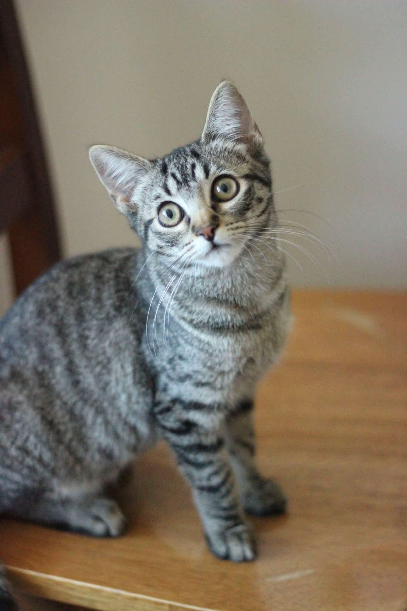 Enlarge Espi - sweet kitten, a ADOPTABLE Tabby in Boulder, CO image 1/5