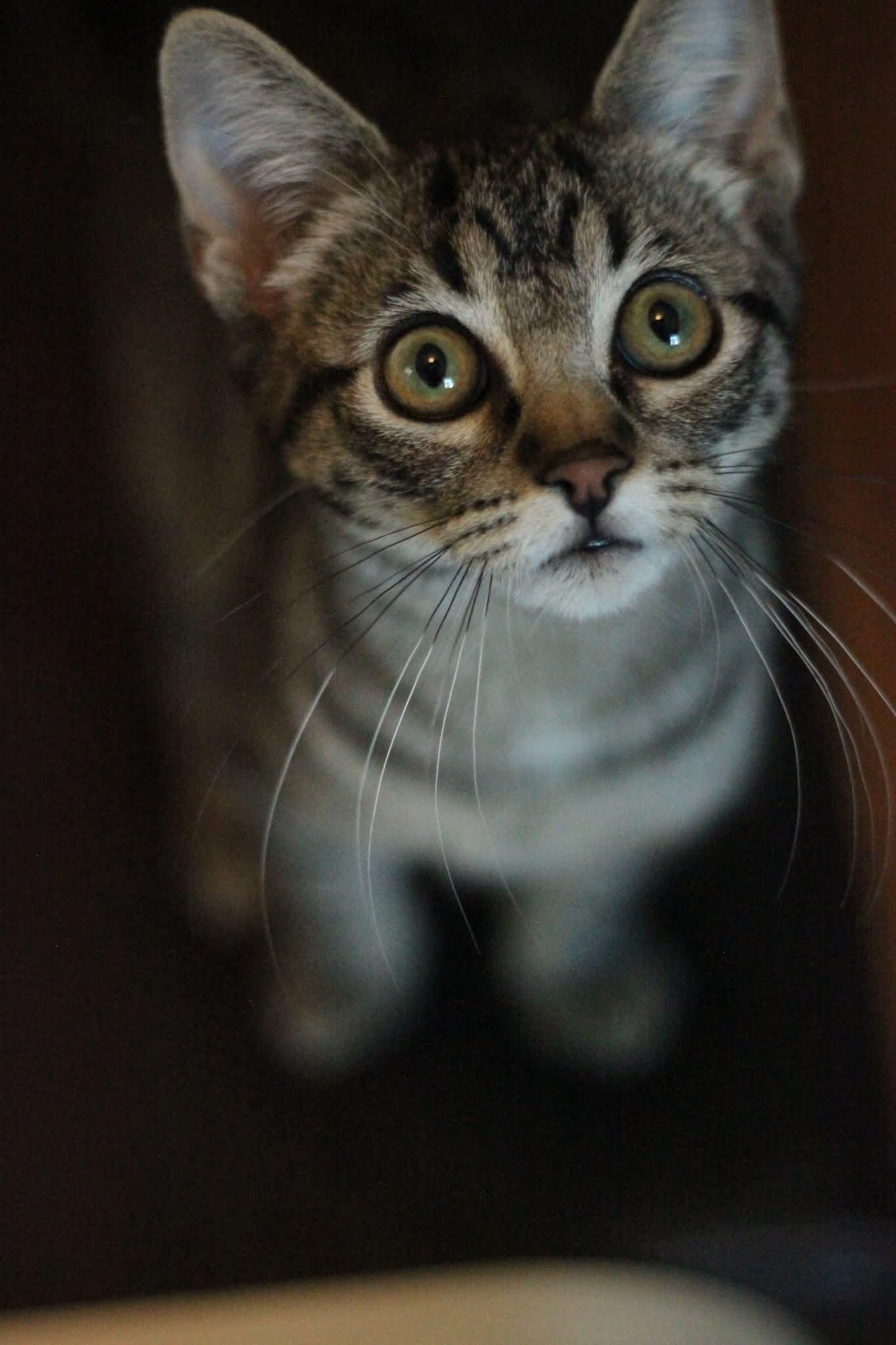 Enlarge Espi - sweet kitten, a ADOPTABLE Tabby in Boulder, CO image 3/5
