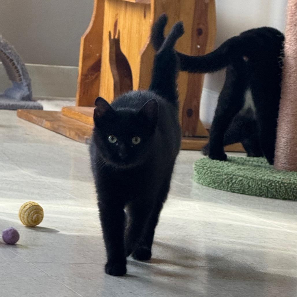 Noir, Adoptable, Kitten Male Domestic Short Hair.