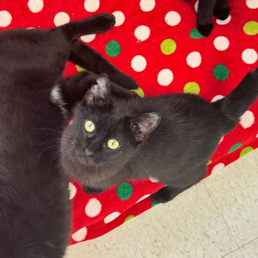 Enlarge Noir, a Adoptable Domestic Short Hair in Milford, IA image 2/3