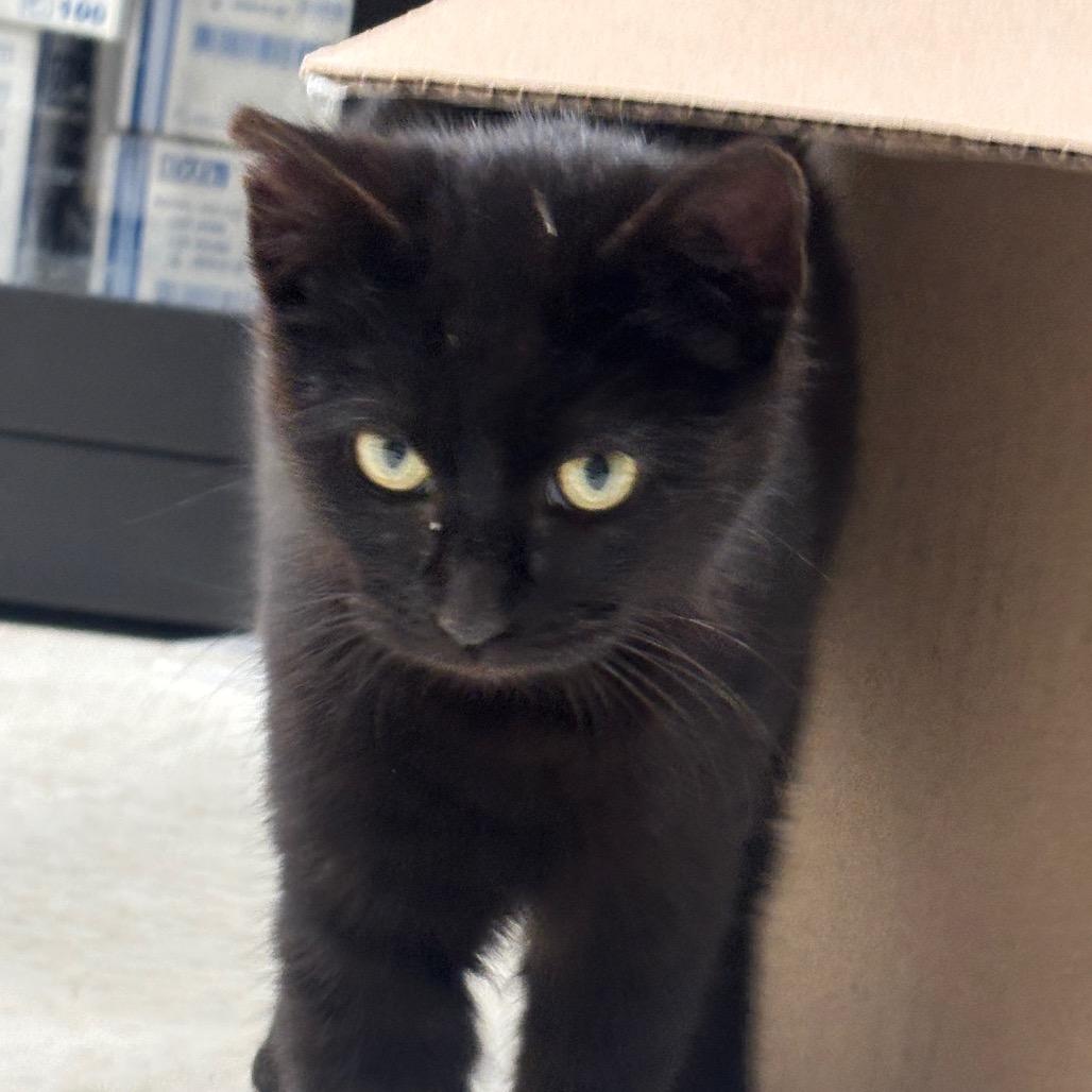 Noir, a Adoptable Domestic Short Hair in Milford, IA image 2/2