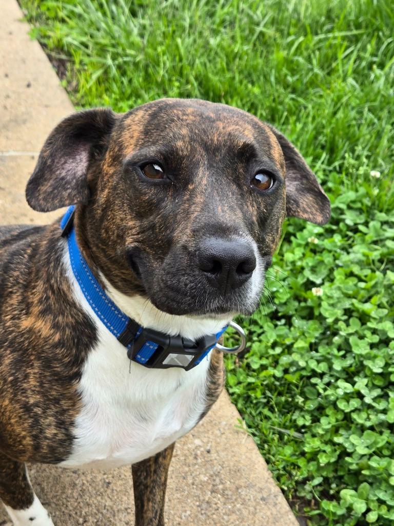 Enlarge BREEZY, a Adopted mixed breed in Moberly, MO image 1/4