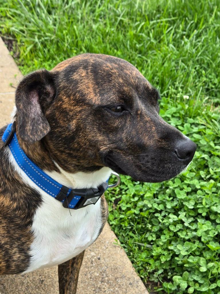 Enlarge BREEZY, a Adopted mixed breed in Moberly, MO image 2/4