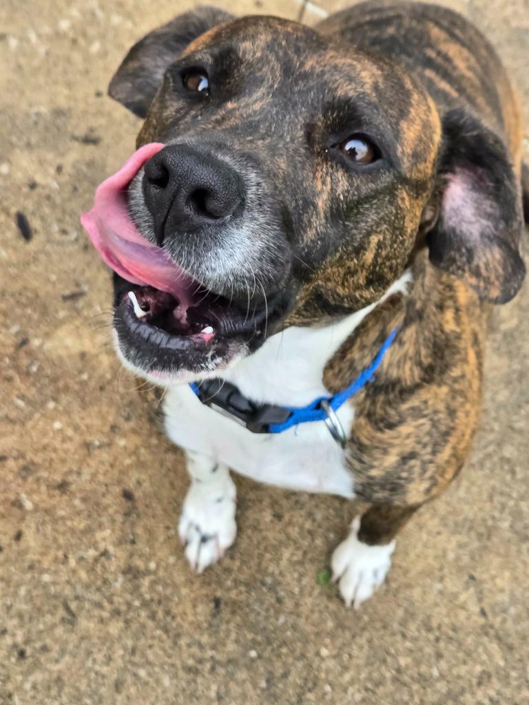 Enlarge BREEZY, a Adopted mixed breed in Moberly, MO image 3/4