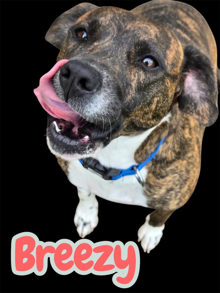 Enlarge BREEZY, a Adopted mixed breed in Moberly, MO image 4/4