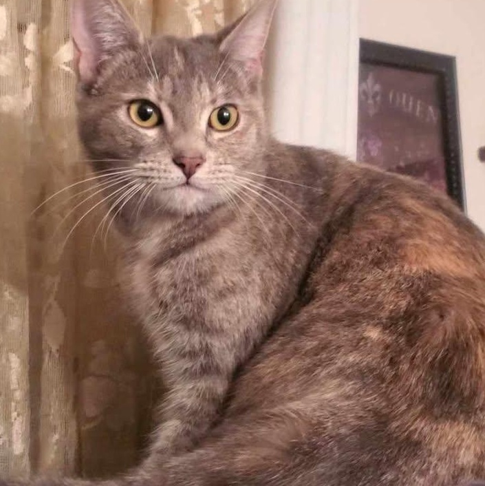 Trinity, an adoptable Domestic Short Hair in Estacada, OR, 97023 | Photo Image 1