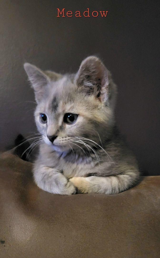 Meadow, Adopted, Kitten Female Tabby.