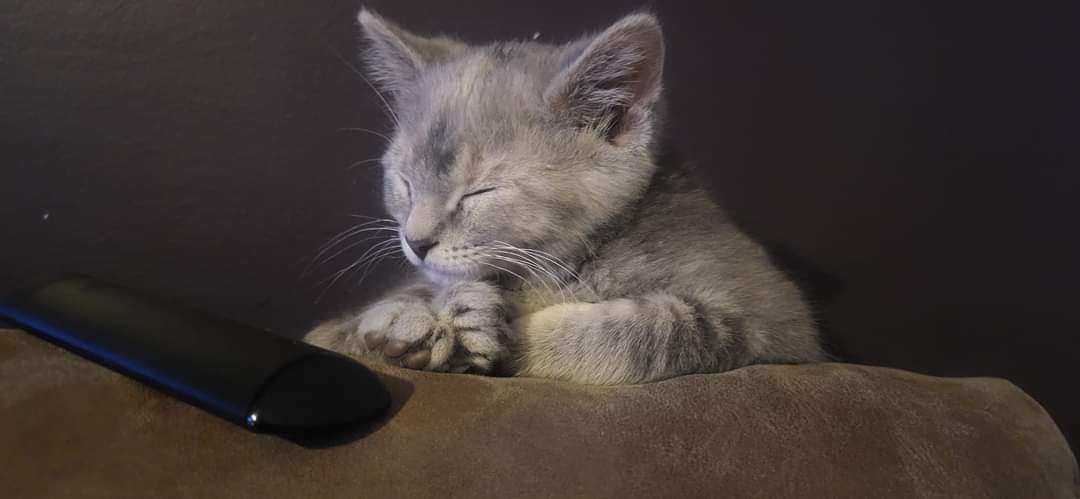 Enlarge Meadow, a Adopted Tabby in Morgantown, WV image 2/4