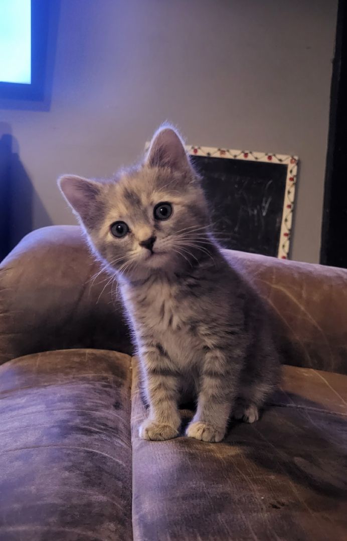 Enlarge Meadow, a Adopted Tabby in Morgantown, WV image 3/4